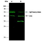 IVD Antibody in Immunoprecipitation (IP)