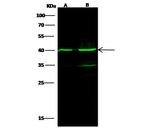 IVD Antibody in Western Blot (WB)