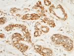 LAMP1 Antibody in Immunohistochemistry (Paraffin) (IHC (P))