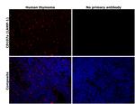 LAMP1 Antibody in Immunohistochemistry (Paraffin) (IHC (P))