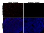 LAMP1 Antibody in Immunohistochemistry (Paraffin) (IHC (P))