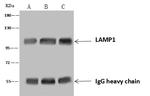 LAMP1 Antibody in Immunoprecipitation (IP)