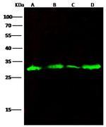 Galectin 3 Antibody in Western Blot (WB)