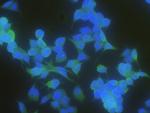 Latexin Antibody in Immunocytochemistry (ICC/IF)