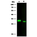 Latexin Antibody in Western Blot (WB)