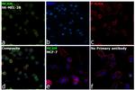 CD146 Antibody in Immunocytochemistry (ICC/IF)