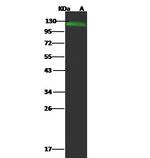 CD146 Antibody in Western Blot (WB)