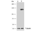 CD146 Antibody in Western Blot (WB)