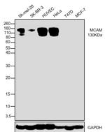 CD146 Antibody in Western Blot (WB)