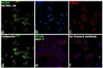 CD146 Antibody in Immunocytochemistry (ICC/IF)