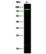 MMP2 Antibody in Western Blot (WB)