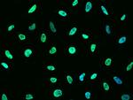 MSH6 Antibody in Immunocytochemistry (ICC/IF)