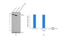 MSH6 Antibody in Western Blot (WB)