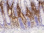 MZB1 Antibody in Immunohistochemistry (Paraffin) (IHC (P))