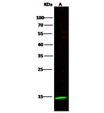 NKp30 Antibody in Western Blot (WB)