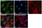 Nicastrin Antibody in Immunocytochemistry (ICC/IF)