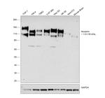 Nicastrin Antibody in Western Blot (WB)