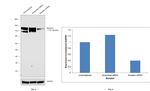 Nicastrin Antibody in Western Blot (WB)