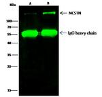 Nicastrin Antibody in Immunoprecipitation (IP)