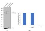 Nicastrin Antibody