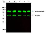 IkB alpha Antibody in Immunoprecipitation (IP)