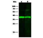 IkB alpha Antibody in Western Blot (WB)