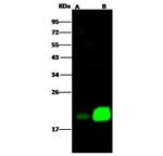 NPC2 Antibody in Western Blot (WB)