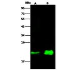 N-Ras Antibody in Western Blot (WB)