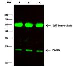 DJ-1 Antibody in Immunoprecipitation (IP)