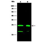 DJ-1 Antibody in Western Blot (WB)