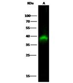 PBK Antibody in Western Blot (WB)