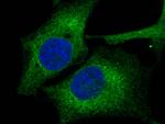 ERP72 Antibody in Immunocytochemistry (ICC/IF)