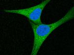 ERP72 Antibody in Immunocytochemistry (ICC/IF)