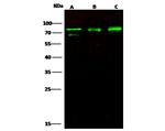 ERP72 Antibody in Western Blot (WB)