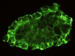 CD31 Antibody in Immunocytochemistry (ICC/IF)