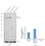 CD31 Antibody in Western Blot (WB)