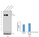 CD31 Antibody