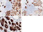 PGC Antibody in Immunohistochemistry (Paraffin) (IHC (P))