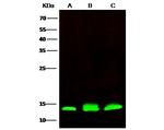 PHPT1 Antibody in Western Blot (WB)