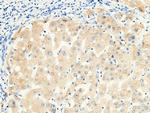 RBP4 Antibody in Immunohistochemistry (Paraffin) (IHC (P))