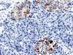 RBP4 Antibody in Immunohistochemistry (Paraffin) (IHC (P))