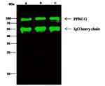 PPM1G Antibody in Immunoprecipitation (IP)