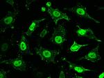 PPM1G Antibody in Immunocytochemistry (ICC/IF)