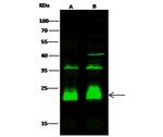 PPM1G Antibody in Western Blot (WB)