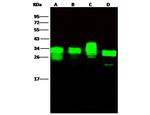 PSME1 Antibody in Western Blot (WB)