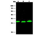 PSPH Antibody in Western Blot (WB)