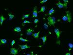 RhoA Antibody in Immunocytochemistry (ICC/IF)