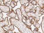 CD98 Antibody in Immunohistochemistry (Paraffin) (IHC (P))