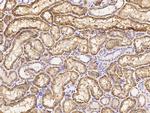 CD98 Antibody in Immunohistochemistry (Paraffin) (IHC (P))