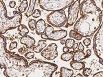 CD98 Antibody in Immunohistochemistry (Paraffin) (IHC (P))